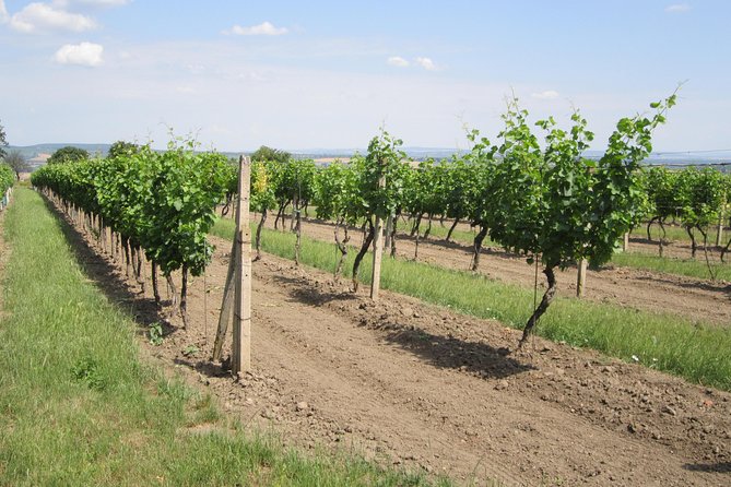 Moravian wine trails - The Liechtensteins and the story behind the estates