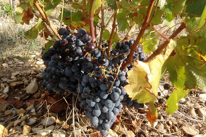 Morning Wine Tour to Chateauneuf du Pape from Avignon - Is the $114.65 price a fair deal?