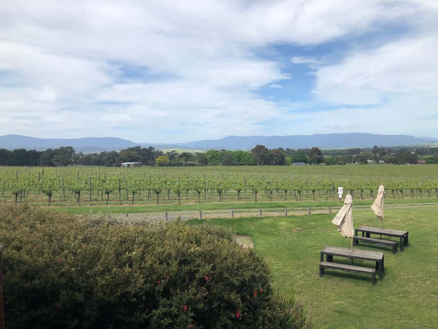 Mornington Peninsula Winery Bus Tour with Lunch & Wine - Key points to know