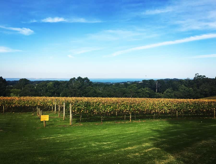 Mornington Peninsula Winery Bus Tour with Lunch & Wine - Lunch at Pier 10, Pig & Whistle, or another venue