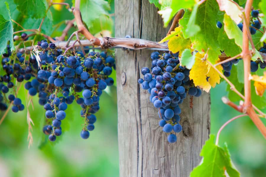 Mornington Peninsula Winery Bus Tour with Lunch & Wine - Four wineries, four chances to find a favorite