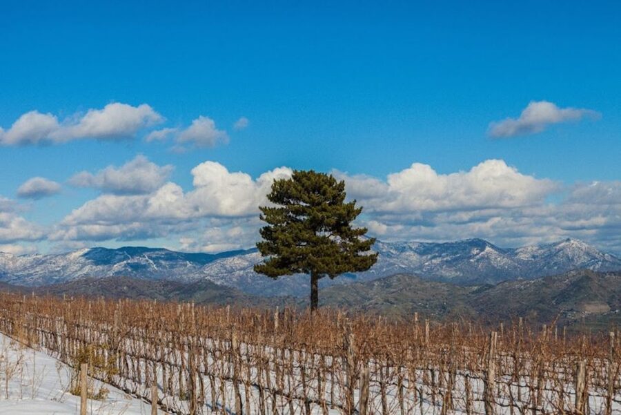 Mount Etna: Winery Tour and Tasting - The Sicilian food is almost a second main event