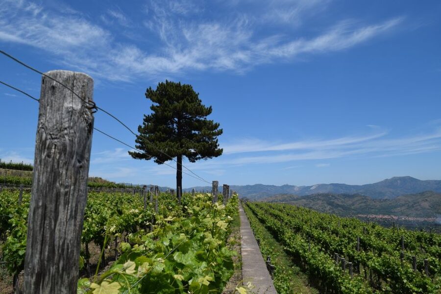 Mount Etna: Winery Tour and Tasting - What happens when you arrive