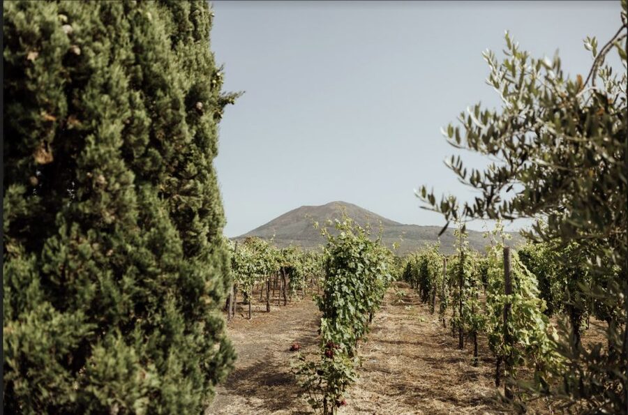 Mount Vesuvius: Vineyard Tour with Wine Tasting and Lunch - Arriving at Cantina del Vesuvio