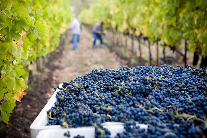 Muir Woods & Wine Tour: Redwoods & Tastings at 3 Wineries - Who should book this Muir Woods and wine tour?