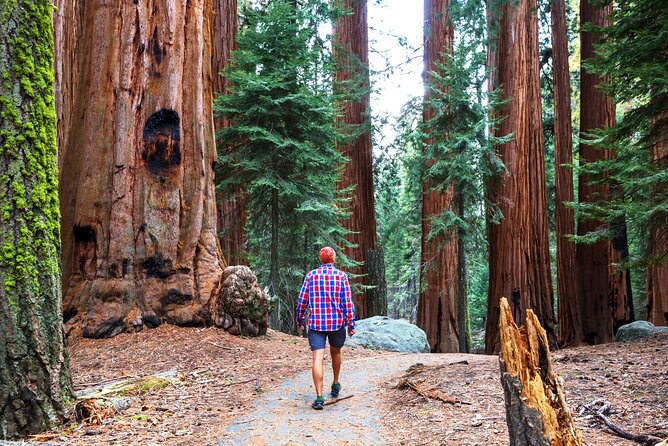 Muir Woods & Wine Tour: Redwoods & Tastings at 3 Wineries - Walking under the giant redwoods at Muir Woods