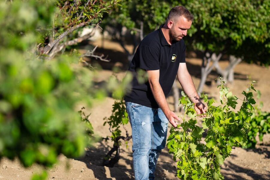 Mykonos: Winery Vineyard Experience with Food & Wine Tasting - Key points to know before booking