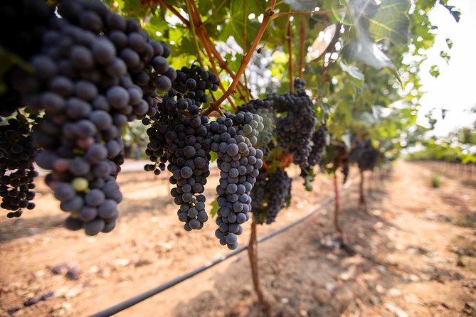 Napa and Sonoma Wine Country Full-Day Tour from San Francisco - Timing, traffic, and the coach factor