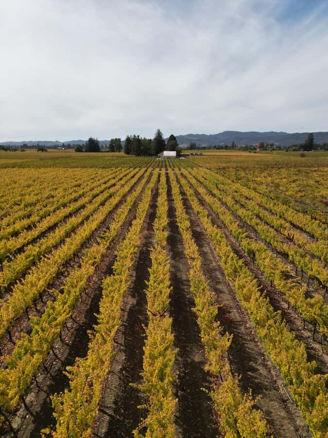 Napa Valley: ATV Vineyard Tour with Wine Tasting - Riding into the vines at Backstage Winery