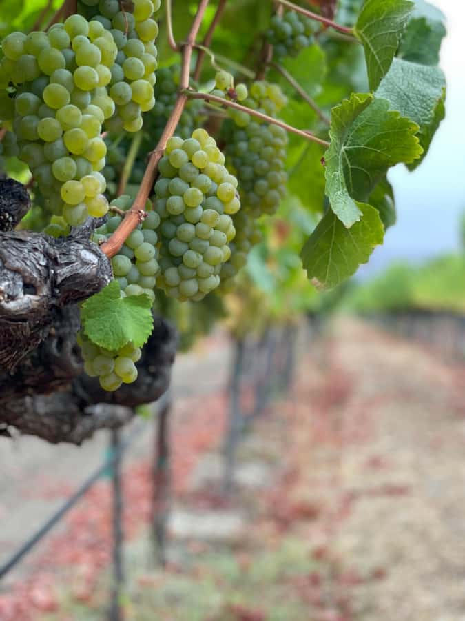 Napa Valley: ATV Vineyard Tour with Wine Tasting - What the ATV ride adds