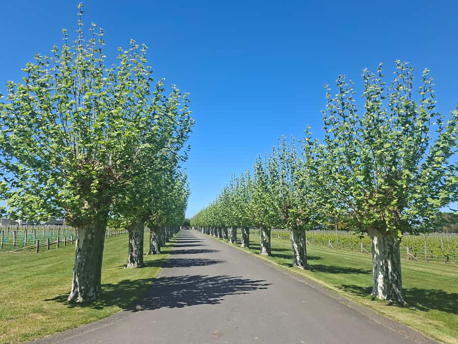 Napier: Afternoon Winery Tour Tasting at 3 Great Wineries - Learning about grape growing on Gimblett Gravels Road