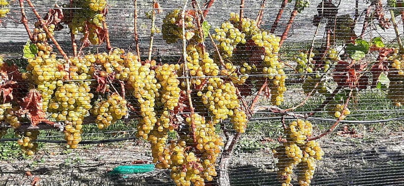 Napier: Winery + Gin Tasting Tour with Lunch Thu Fri Sat - Key points at a glance