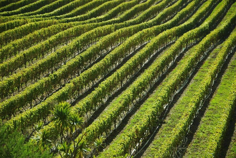 Naples: Mount Vesuvius Vineyard Tour w/ Lunch & Wine Tasting - Five wines that explain Campania’s character