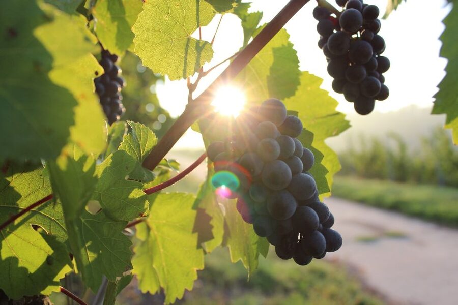Naples: Mount Vesuvius Vineyard Tour w/ Lunch & Wine Tasting - What I would plan before leaving