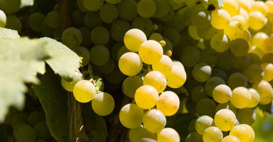 Naples: Mount Vesuvius Vineyard Tour w/ Lunch & Wine Tasting - A short walk through generations of wine production