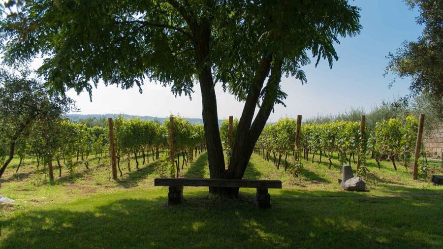 Naples: winery tour & wine tasting on Astroni crater - Three wines from Campi Flegrei