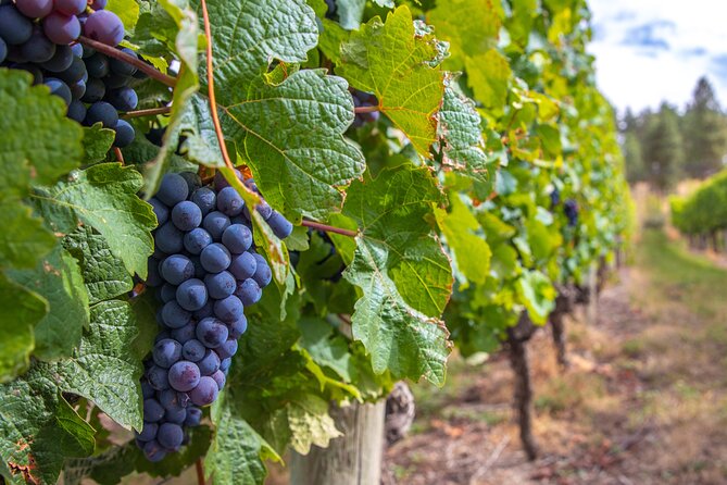 Naramata Bench 5 Winery Tour - What a day on the Naramata Bench feels like
