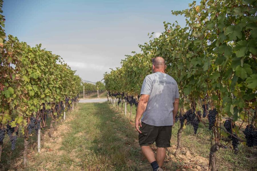 Neive: Visit the Winery and Taste 5 Wines - Who should book this experience?