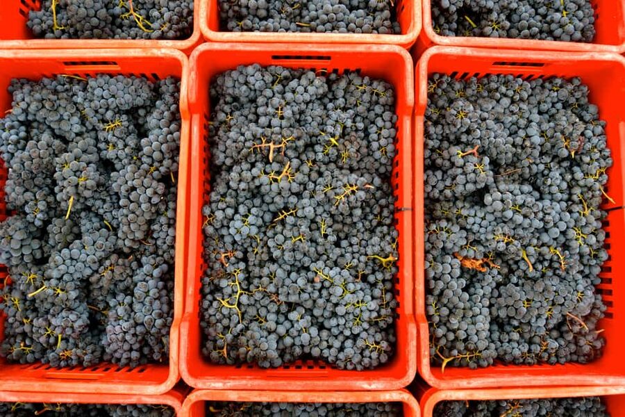 Neive: Visit the Winery and Taste 5 Wines - The cellar and Massimo Rivetti historical reserve