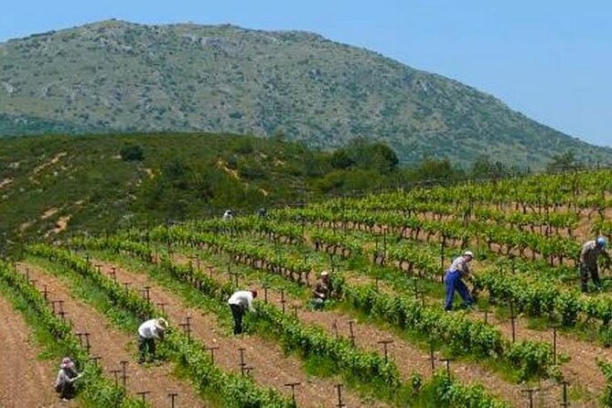 Nemea wine roads, The most famous wine tour in Greece - Through the productive Peloponnese