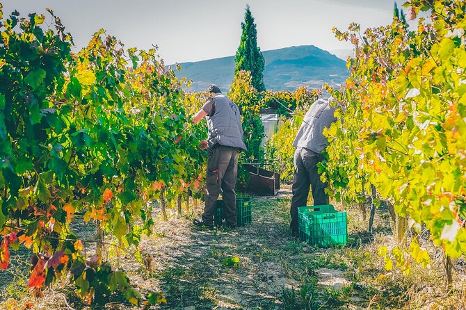 Nemea wine roads, The most famous wine tour in Greece - Is $486.62 good value for up to three people?
