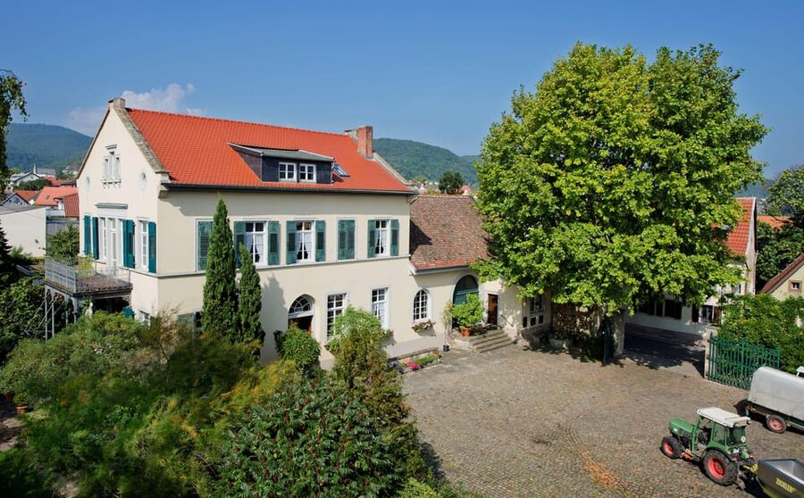 Neustadt: Wine tasting with cellar tour and vineyard visit - Key points to know before booking