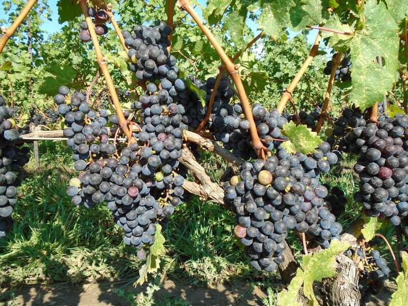 Niagara Falls, Canada: Full-Day Private Winery Tour - Guides Bernie and Steve bring the personal touch