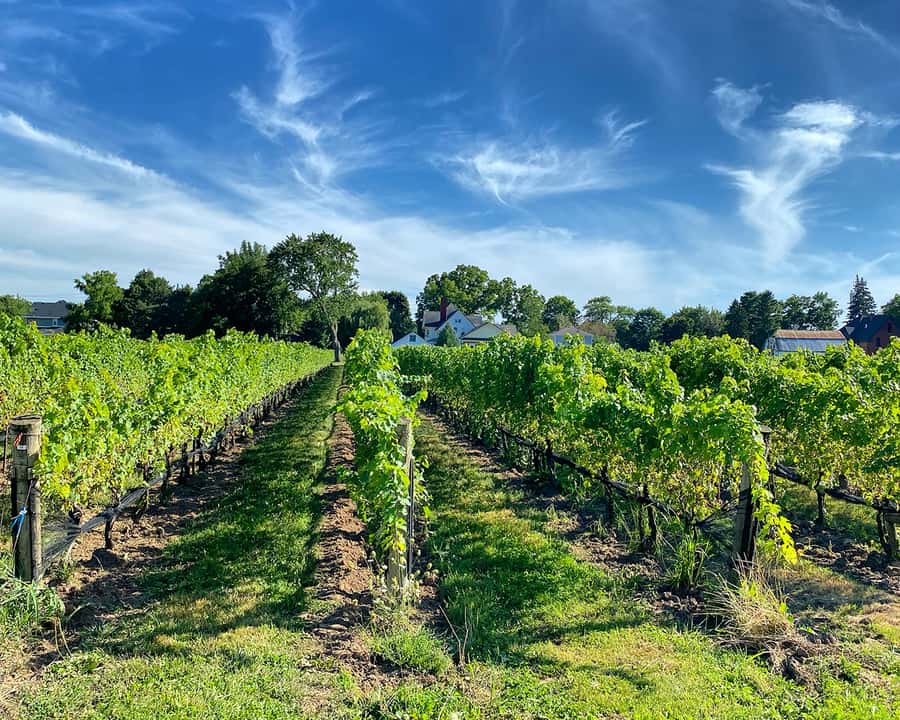 Niagara: Lunch in the Vineyard Experience - What $174 buys you