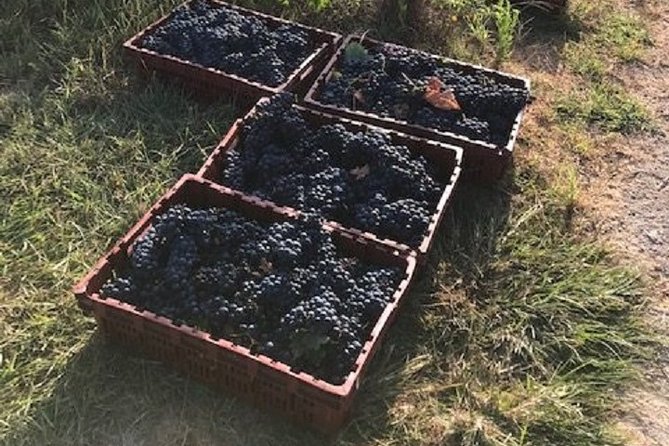 North Texas Wineries & Vineyards Tour & Tastings - Transport, timing, and group size