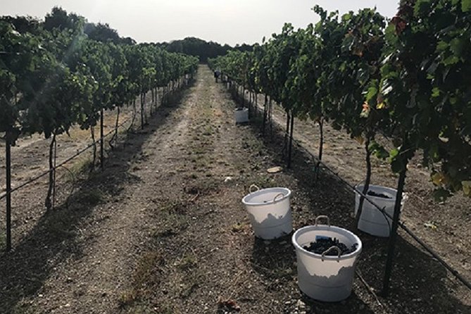 North Texas Wineries & Vineyards Tour & Tastings - Is the tour good value?