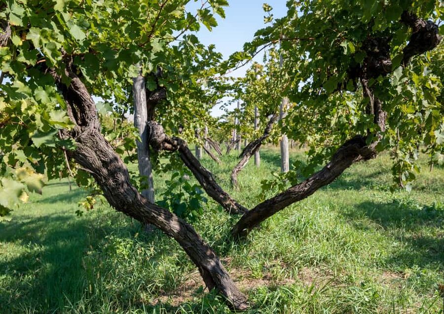 Off-road tour through vineyards and organic wine tasting at Villa Bogdano 1880 - Why this Veneto wine tour feels different