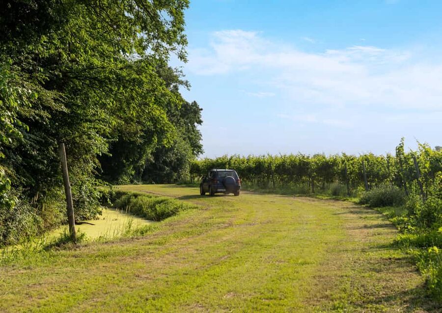 Off-road tour through vineyards and organic wine tasting at Villa Bogdano 1880 - Starting at Via Frassinella 7