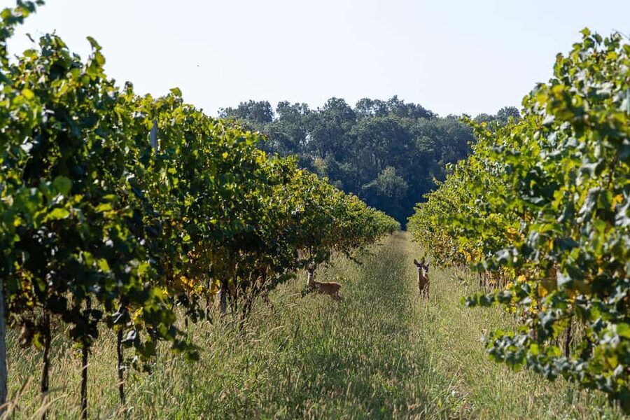 Off-road tour through vineyards and organic wine tasting at Villa Bogdano 1880 - Riding through old vineyards and protected woodland