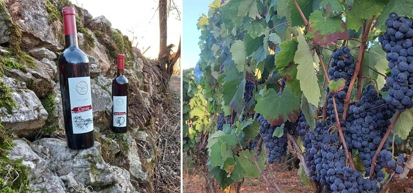 Ohrid: S&S Winery Tour and Wine Tasting Experience - The homemade platter is half the attraction