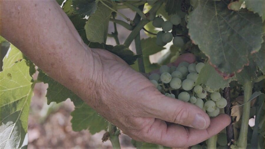 Olbia: Gallura Winery Guided Tour with Tasting - How the 1.5-hour visit works