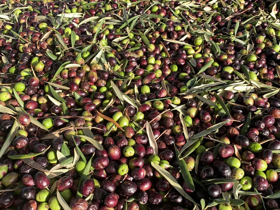 Olive Oil Factory + Wineries + Full Asado Lunch (Full Day) - Why combine olive oil with Mendoza wine