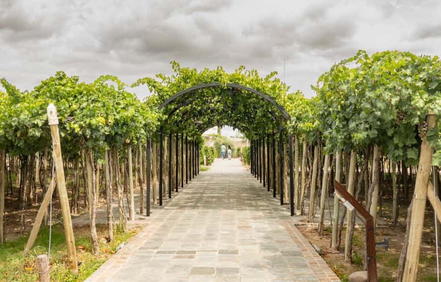 Olive Oil Factory + Wineries + Full Asado Lunch (Full Day) - Antigal Winery & Estates: the main meal of the day