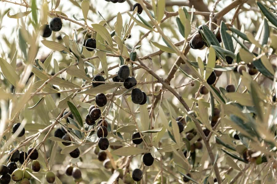Olive Oil Factory + Wineries + Full Asado Lunch (Full Day) - Should you book this Mendoza food and wine day?