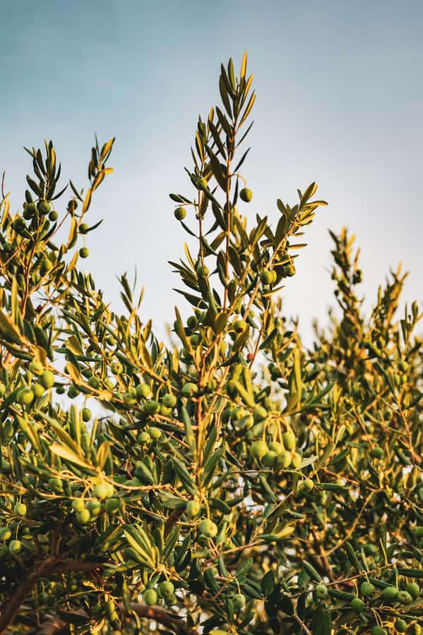 Olive Oil Factory + Wineries + Full Asado Lunch (Full Day) - Centenario Olive Oil Factory: a flavorful first stop