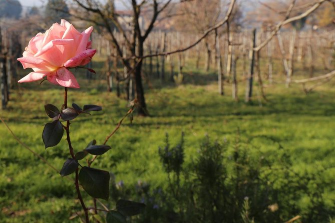 Organic Winery tour with Full Lunch from Assisi - Tili Vini and Assisi’s wine tradition