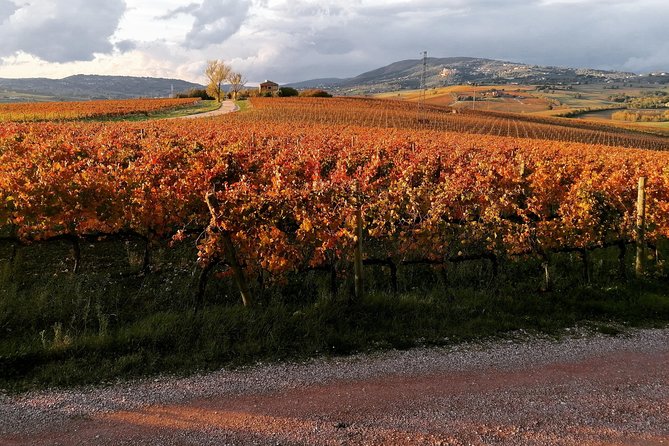 Organic Winery tour with Full Lunch from Assisi - Assisi DOC and Umbria IGT in the glass