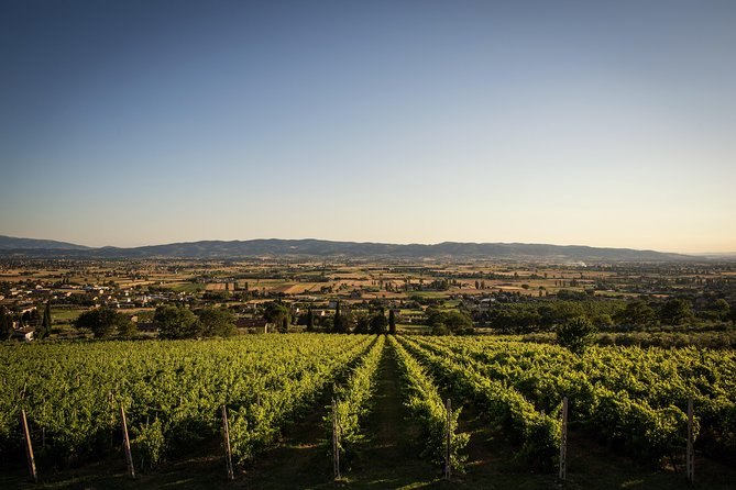 Organic Winery tour with Full Lunch from Assisi - A full Umbrian lunch, not a snack