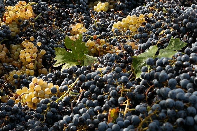 Organic Winery tour with Full Lunch from Assisi - Who will enjoy this Assisi winery visit