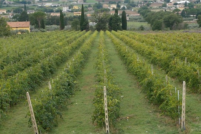 Organic Winery tour with Full Lunch from Assisi - Practical timing and cancellation advice