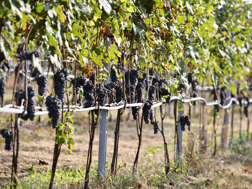 Organic Winery Visit near Turin with Wine & Food Tasting - Inside the production rooms and cellar