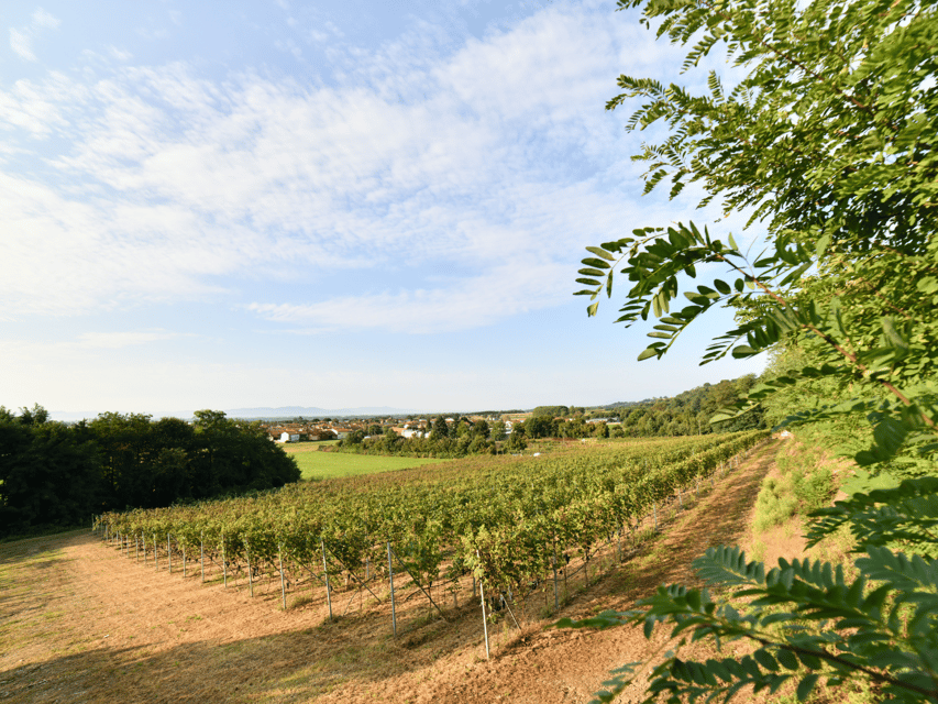 Organic Winery Visit near Turin with Wine & Food Tasting - Five wines from the Canavese and Piedmont