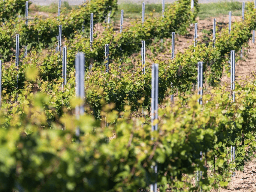 Organic Winery Visit & Wine Tasting with Food in Pavia - Key points to know before booking