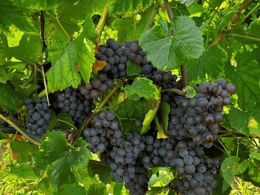 Organic Winery Visit & Wine Tasting with Food in Pavia - Is $58 a fair price?