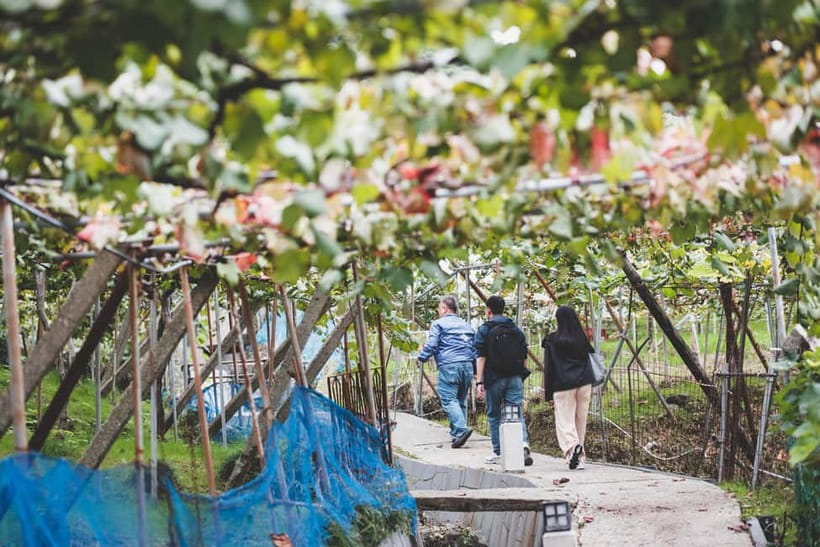 Osaka Winery Tour with Wine Tasting & Vineyard Walk - Meeting at Katashimo Winery