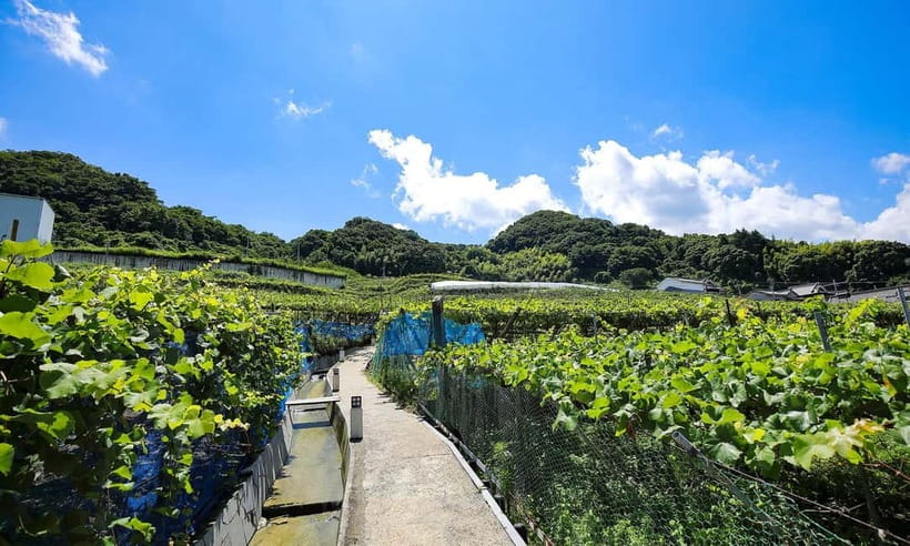 Osaka Winery Tour with Wine Tasting & Vineyard Walk - Timing, flexibility, and practical details